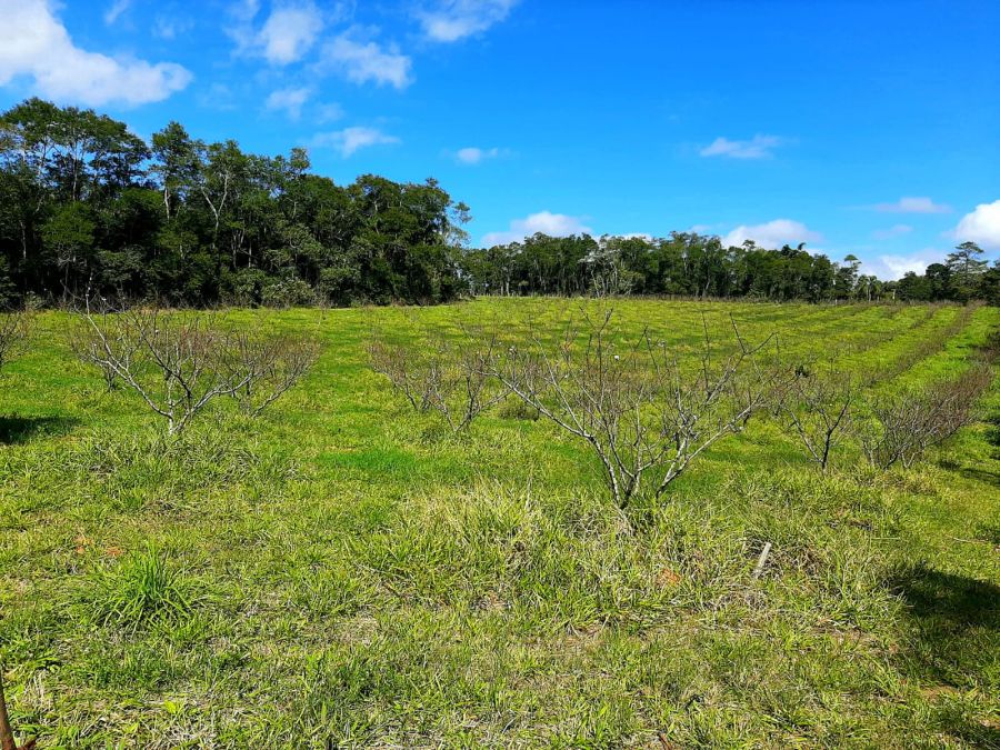 Terreno - Venda - Cocuera - Mogi das Cruzes - SP